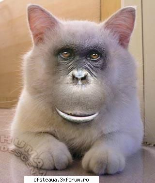 Imagini haioase (adica funny) :) - Asta chiar nu stiu ce este. ;) - Internet