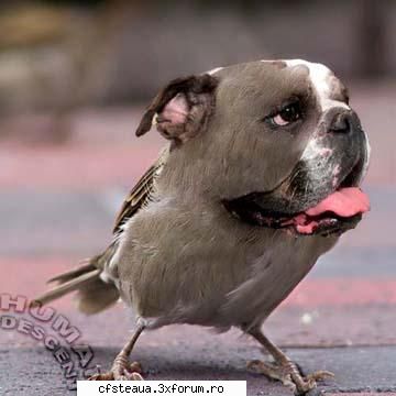 Imagini haioase (adica funny) :) - Ultima este o vrabiuta-bulldog - Internet